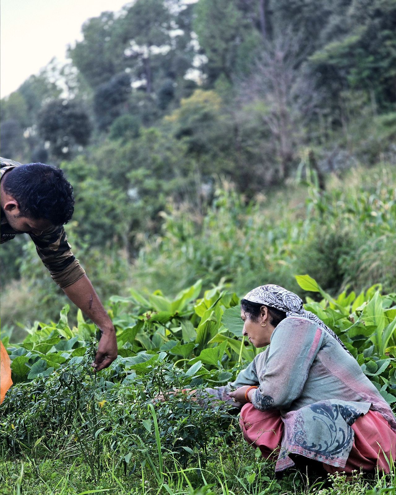 Working in the organic kitchen garden on the farm