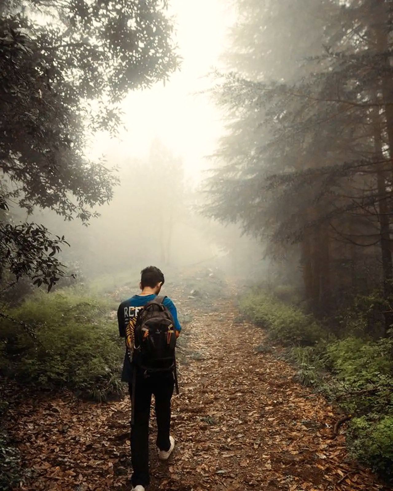 A walker on a misty forest path