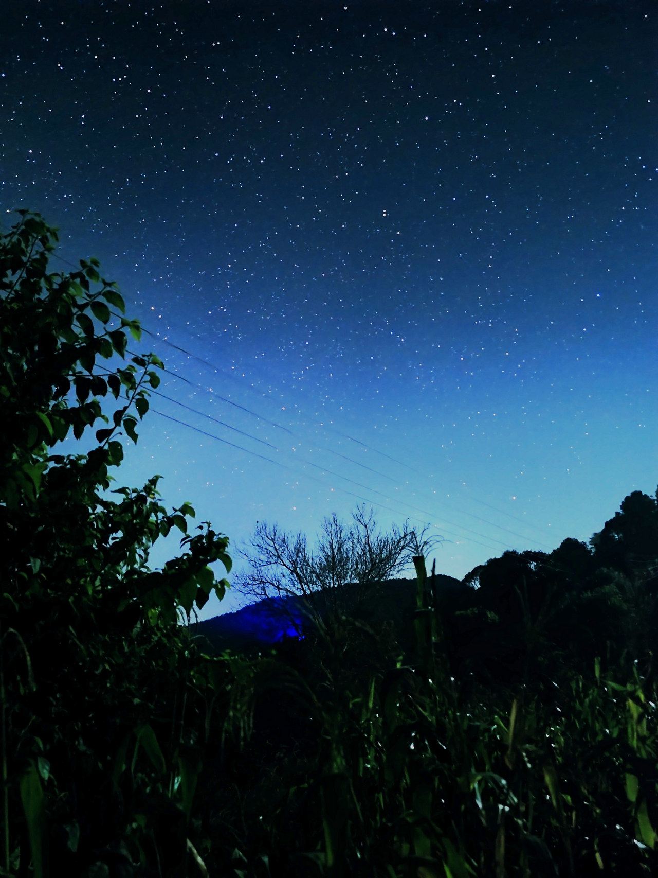 A sky full of stars over a pine ridge