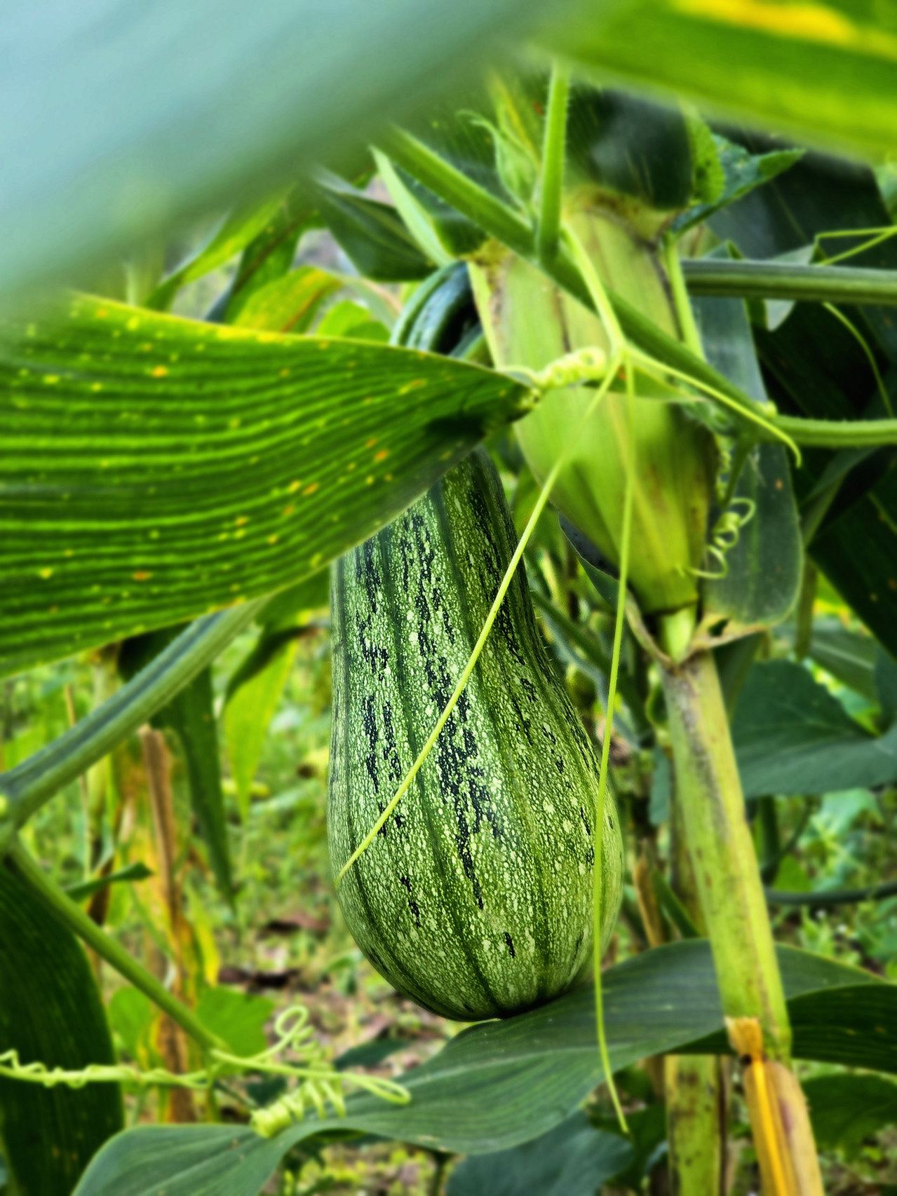 A gourd growing on the vine in the kitchen garden
