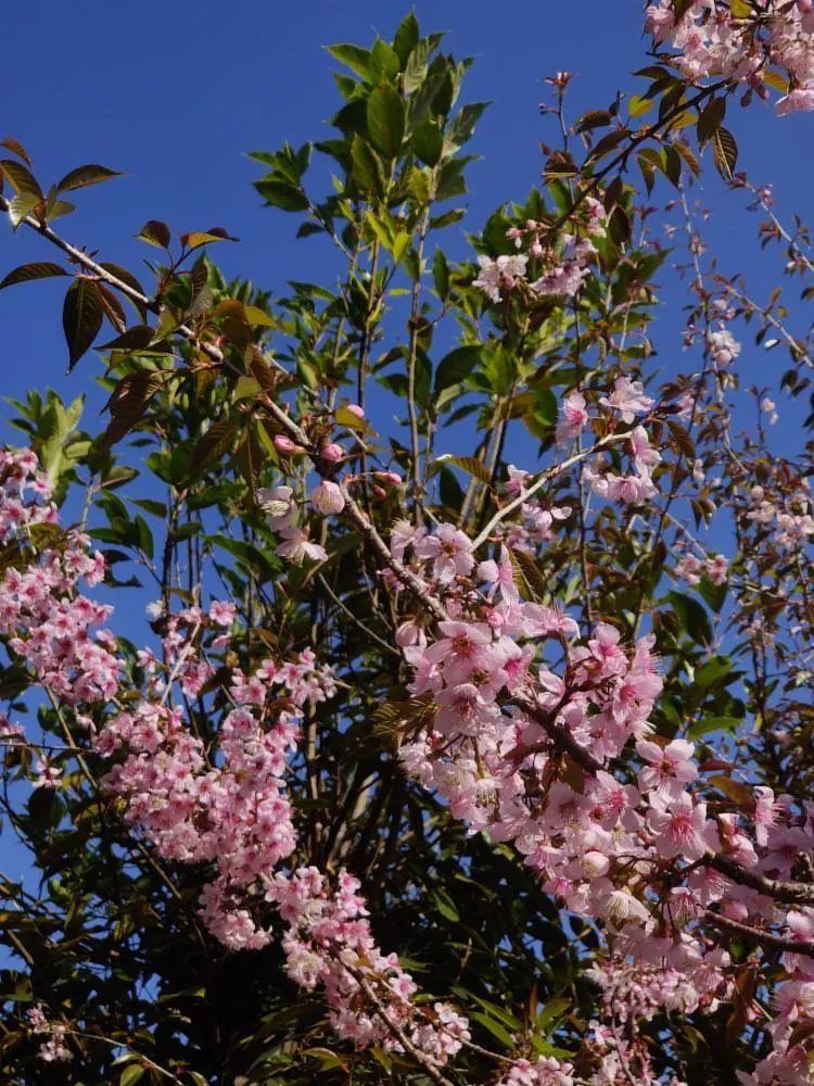 Spring