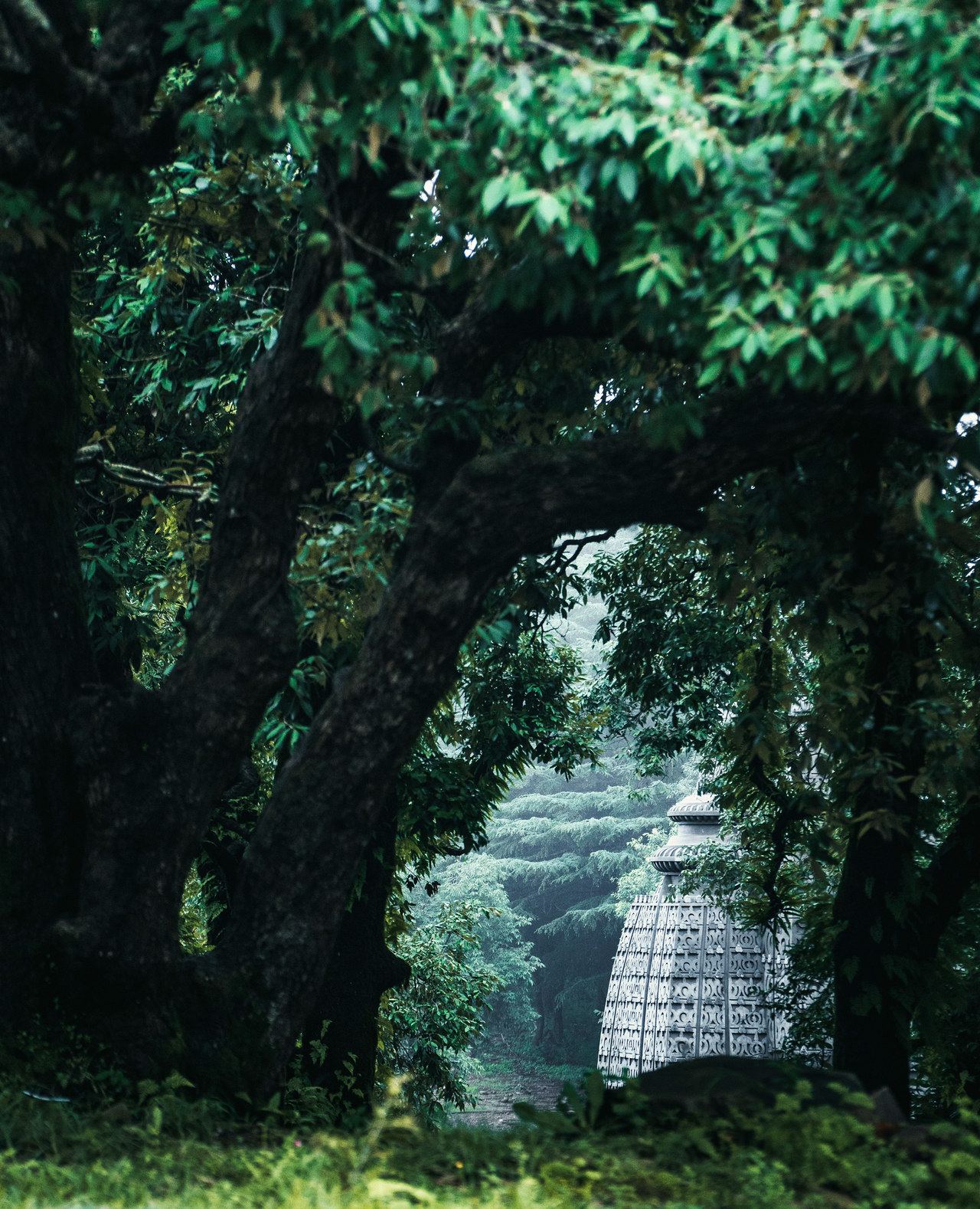 A natural arch of trees on the forest path, with the temple glimpsed beyond